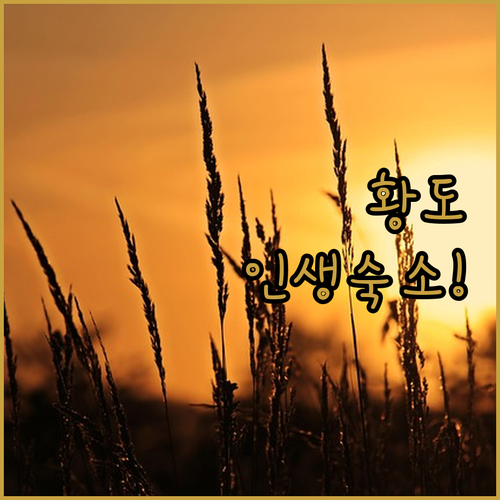 태안 안면도 황도 숙소 사진과 특징 ..