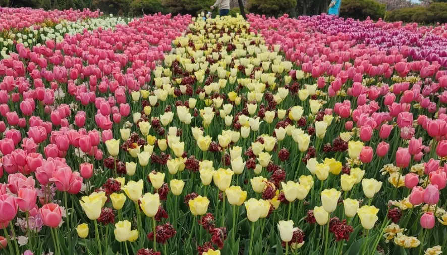 태안 튤립축제 일정, 개화시기