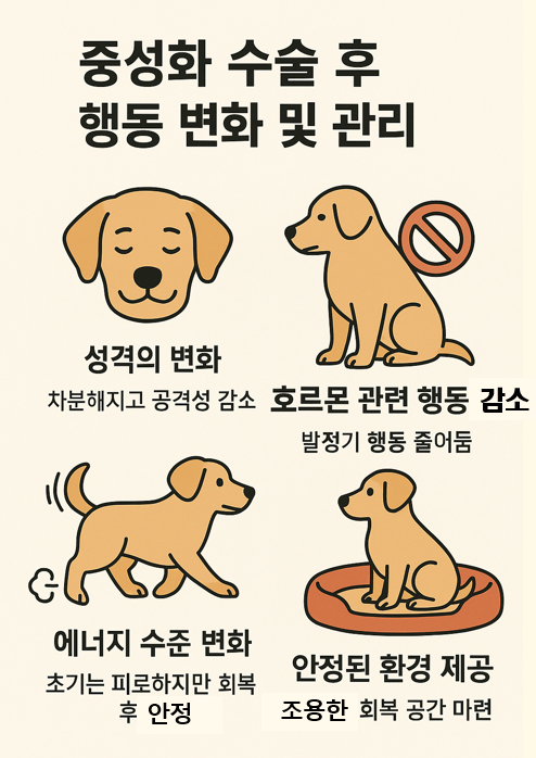 중성화 수술 후 행동 변화 및 관리 이미지