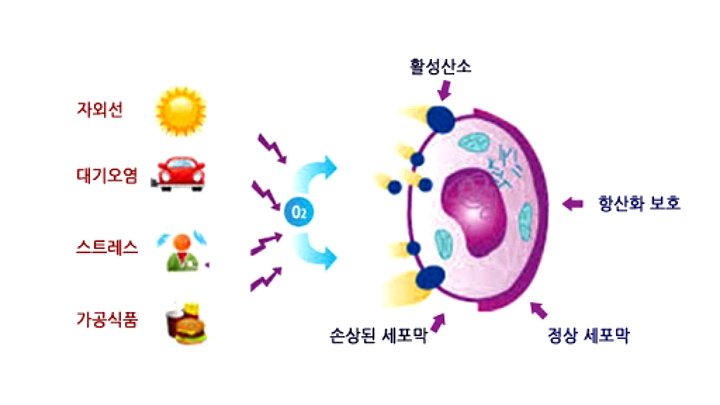 계피가루효능