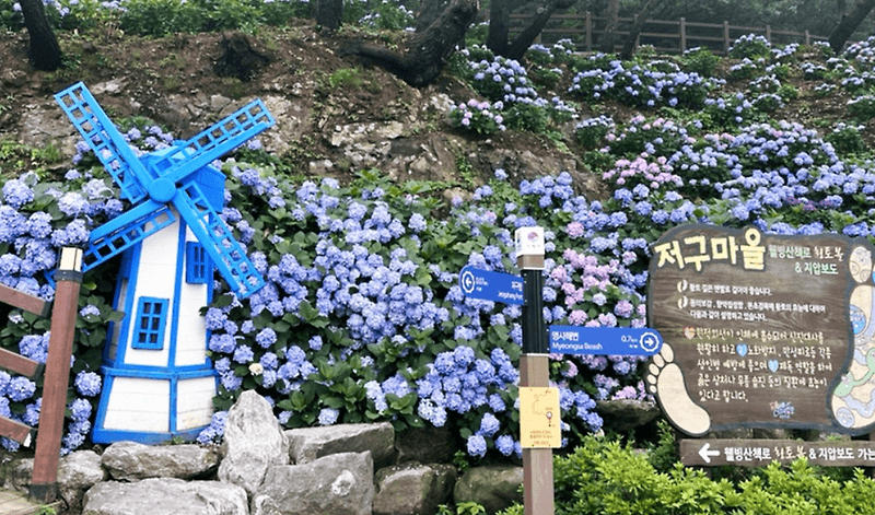 저구마을 수국축제 입구