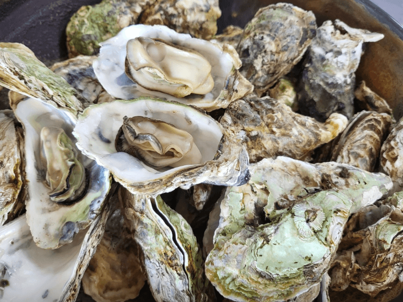 생방송투데이 굴구이 굴무침 굴미역국 경남 거제 맛집