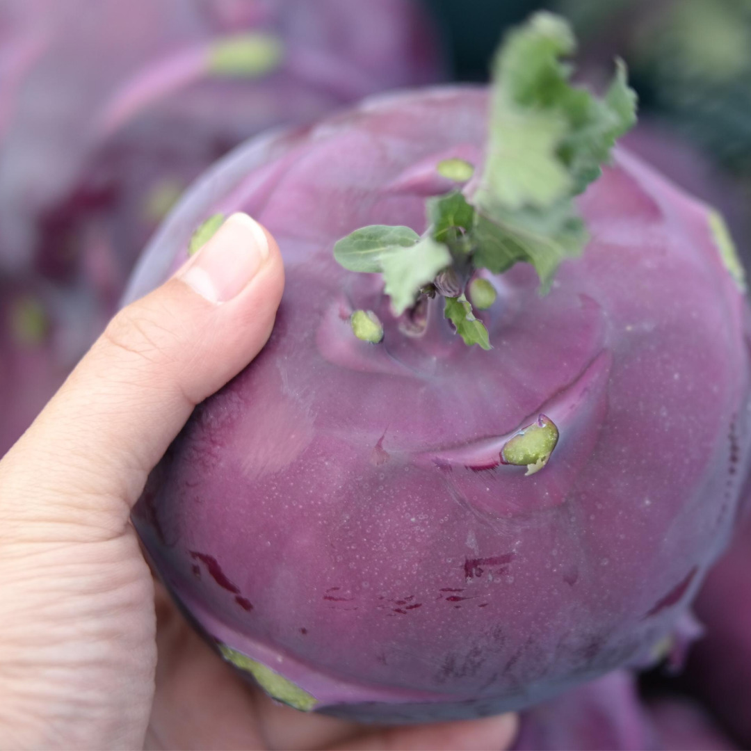 콜라비 효능 & 부작용 콜라비 먹는법