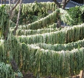 시래기 효능 무청 부작용 고르는법