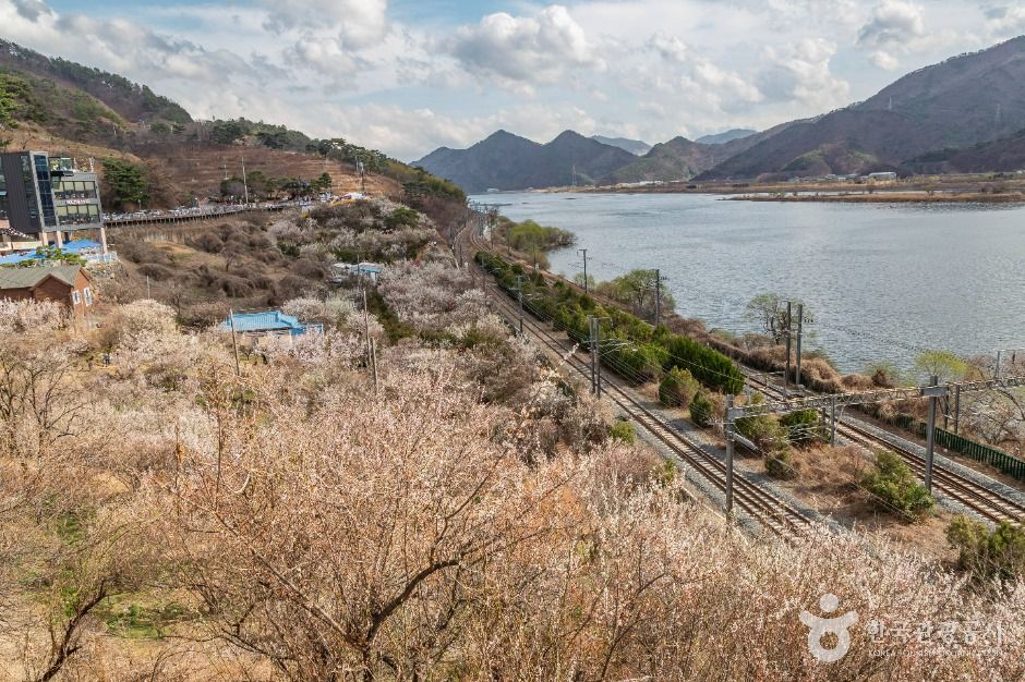 양산 원동 순매원 : 철길과 낙동강&amp;#44; 그리고 매화가 만나는 곳