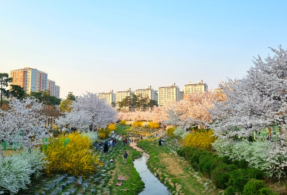 한내천 봄꽃1