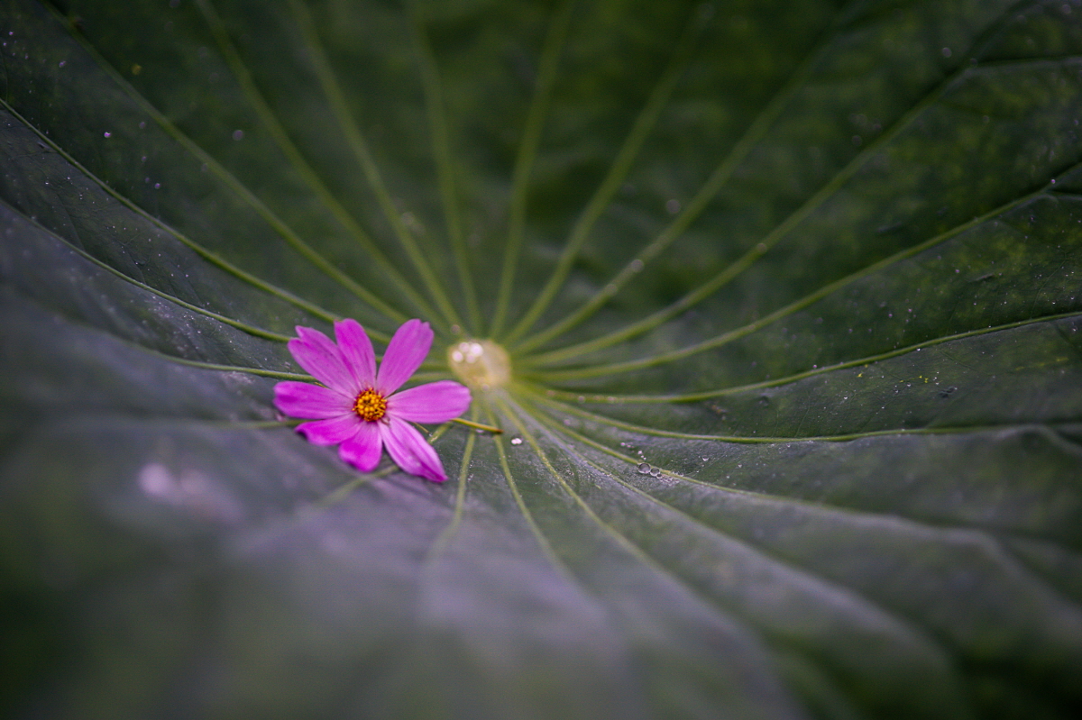 연잎 위에 살포시 앉은 코스모스