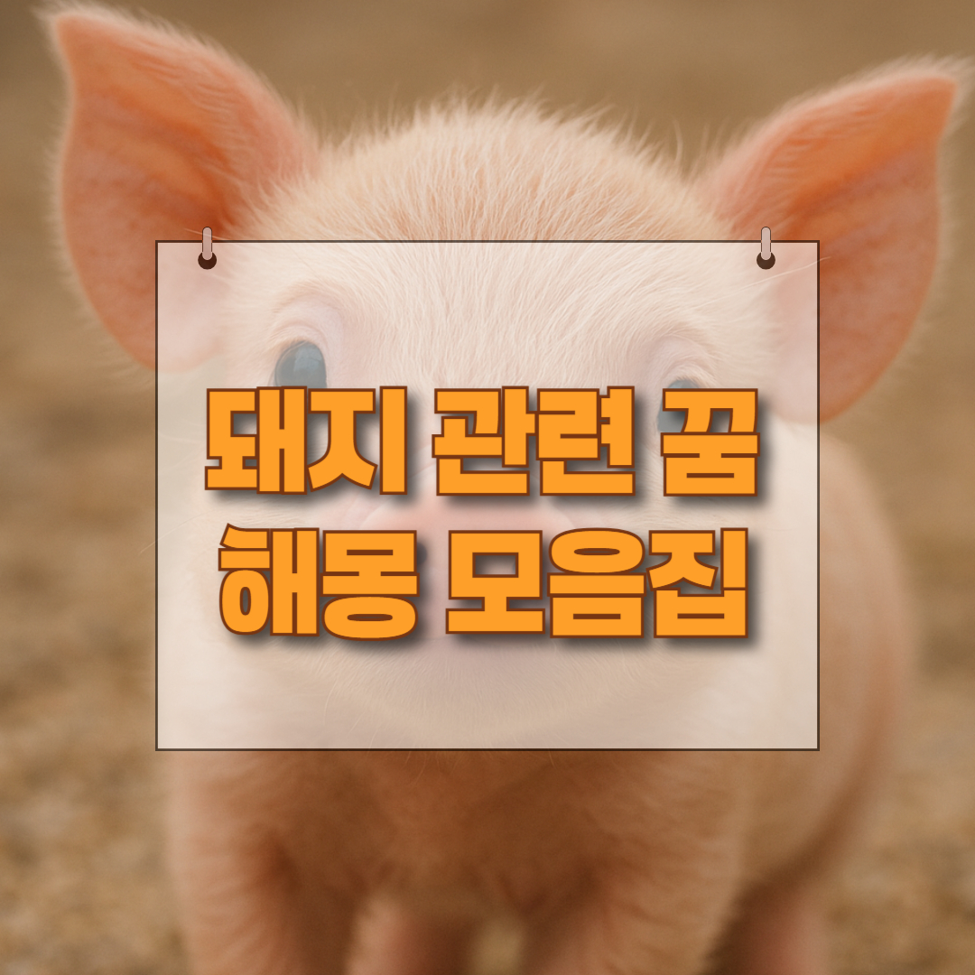 돼지 관련 꿈 해몽 모음 제목을 써놓은 썸네일 이미지