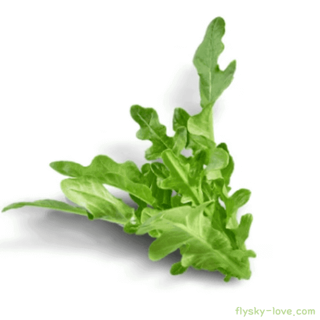 오크리프 상추 활용법