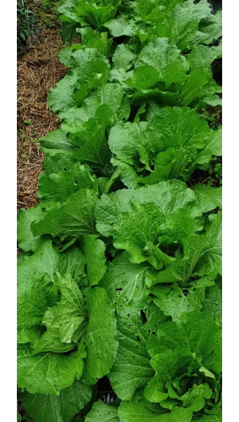 김장 배추 재배 파종 모종 웃거름 결구 수확 타이밍_13