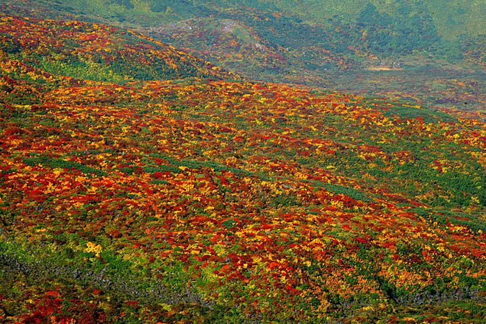초카이산 단풍평원