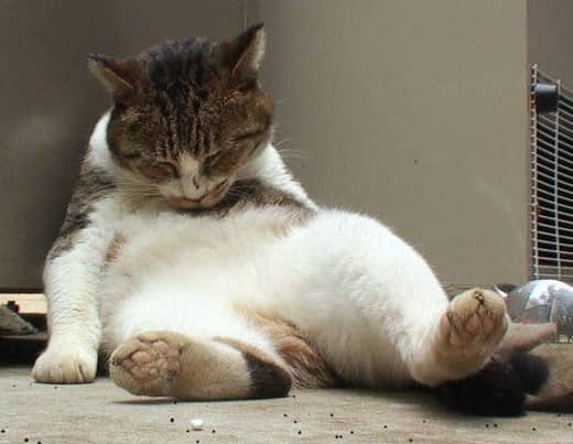 밥 먹고 자는 모습