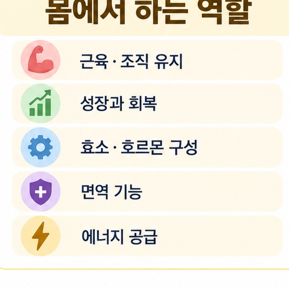 근육과 조직 유지 성장 회복 효소 호르몬 면역 기능 에너지 공급 등 단백질 역할을 정리한 이미지