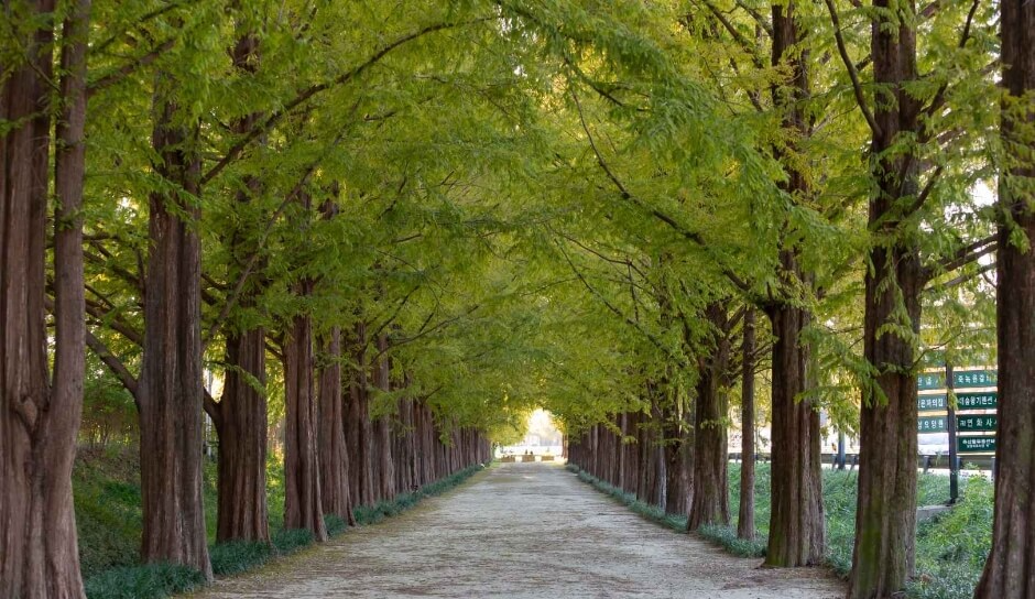 11월 여행지 추천 2024년 11월 한국 여행 11월 한국 여행지 TOP 10 가을 여행지 추천 한국 단풍 명소 억새 명소 추천 11월 가을 여행 추천 서울 억새밭 여행 제주도 가을 여행지 포천 명성산 억새 담양 메타세콰이아길 수원 방화수류정 피크닉 고성 미시령 은하수 11월 여행 코스 전라북도 부안 노을 세종시 국립수목원 당일치기 여행지 한국 가을 여행 코스 서울 가을 야경 명소 11월 당일치기 추천