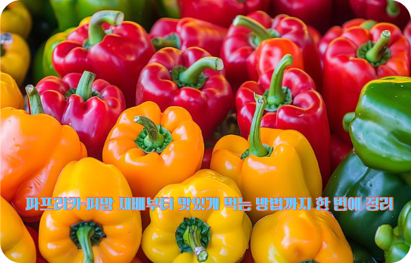 파프리카·피망 재배 방법 (실내/베란다 가능)