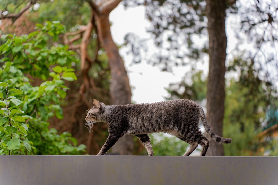 Cat breed