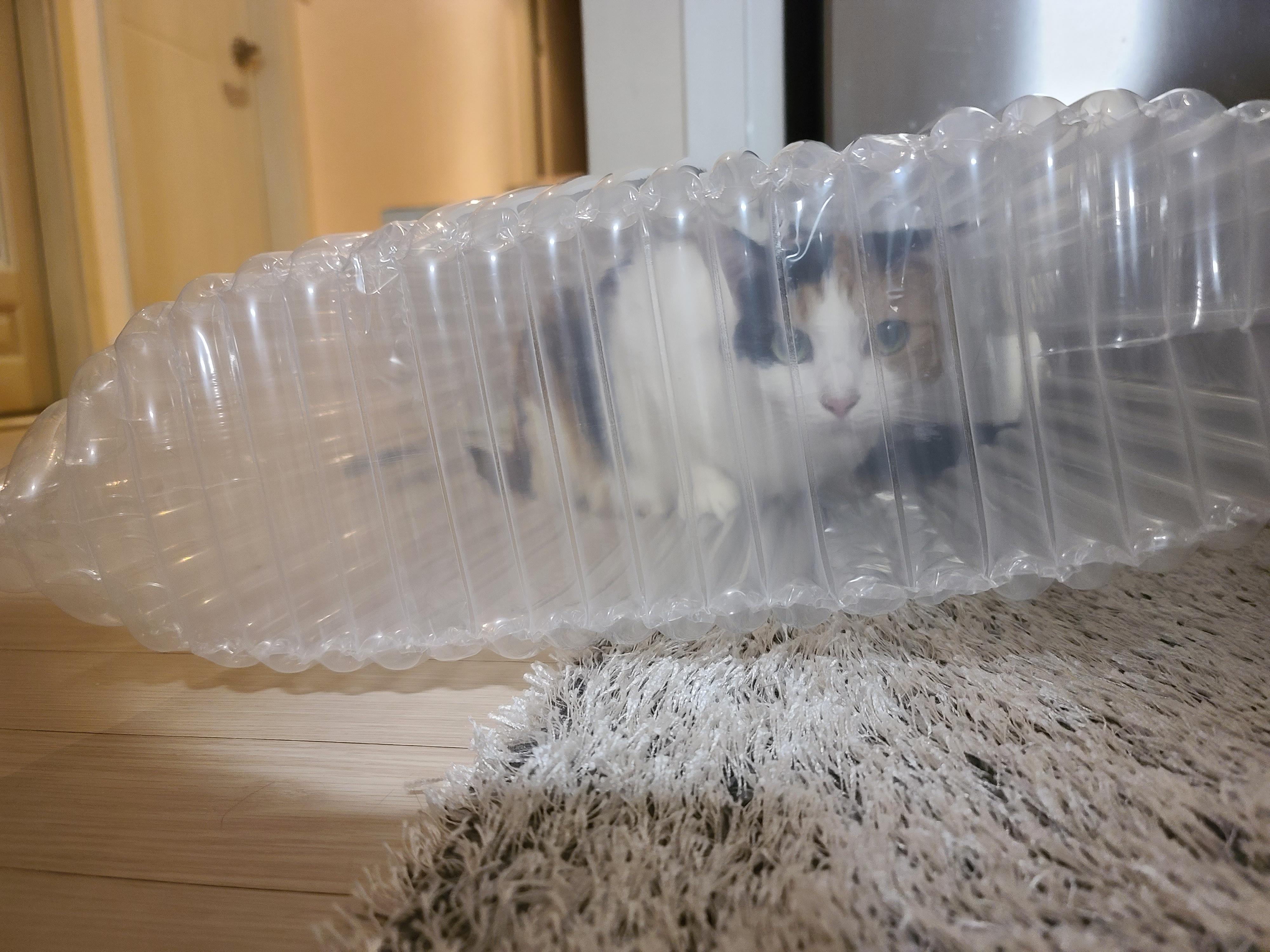 우리집 고양이들에게 전기장판은 선택이 아닌 필수! 보일러가 고장난 3일동안 아홉냥이들은...