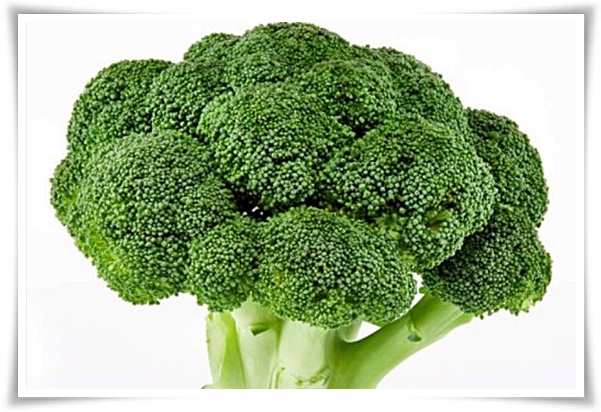 텃밭 "7월에 심기 좋은 작물" 가을 수확을 기대하는 황금 작물!