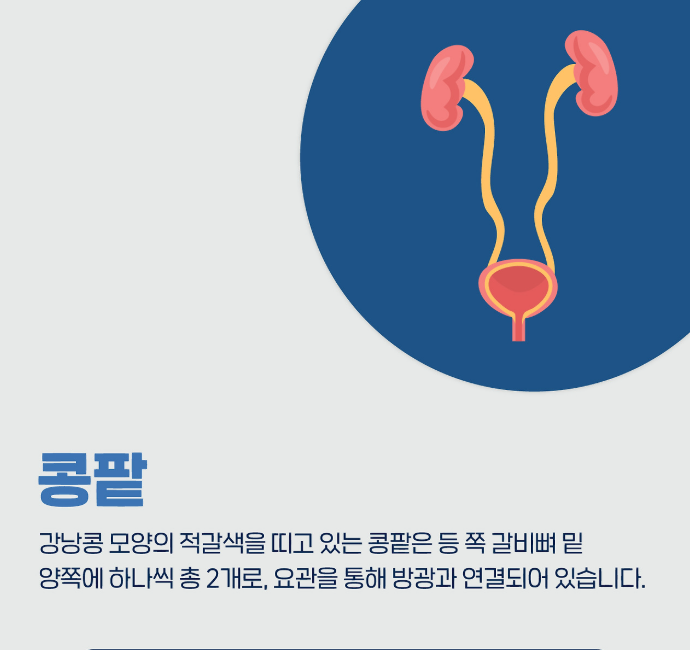 신장이 안좋으면 나타나는 증상