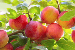 갱년기에좋은음식22