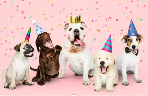 강아지 나이 계산법