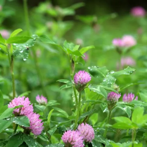 연보락색의 레드클러버 꽃