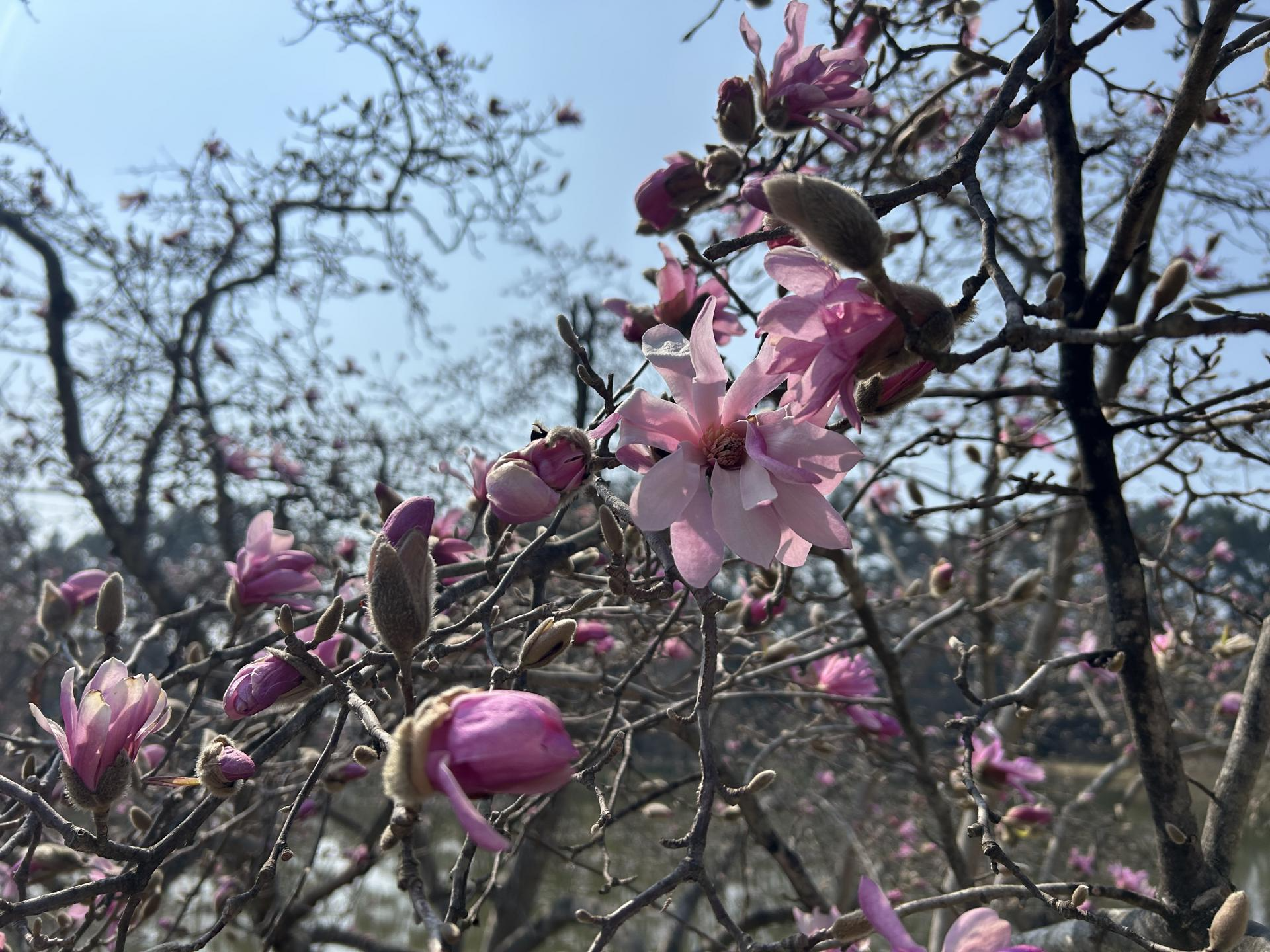 태안 천리포 수목원 목련축제 2025 주차 맛집 꿀팁 총정리