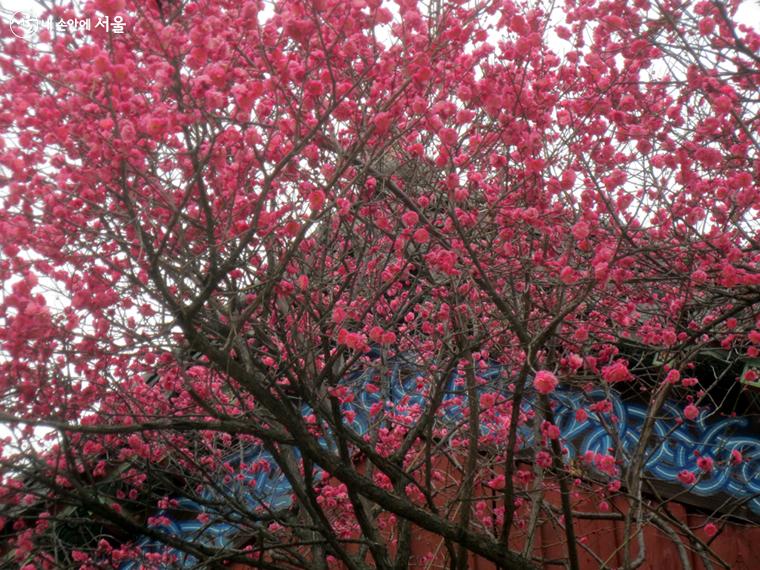 봉은사 홍매화 강남 벚꽃 스팟 가는길 서울 사찰 여행 맛집 카페