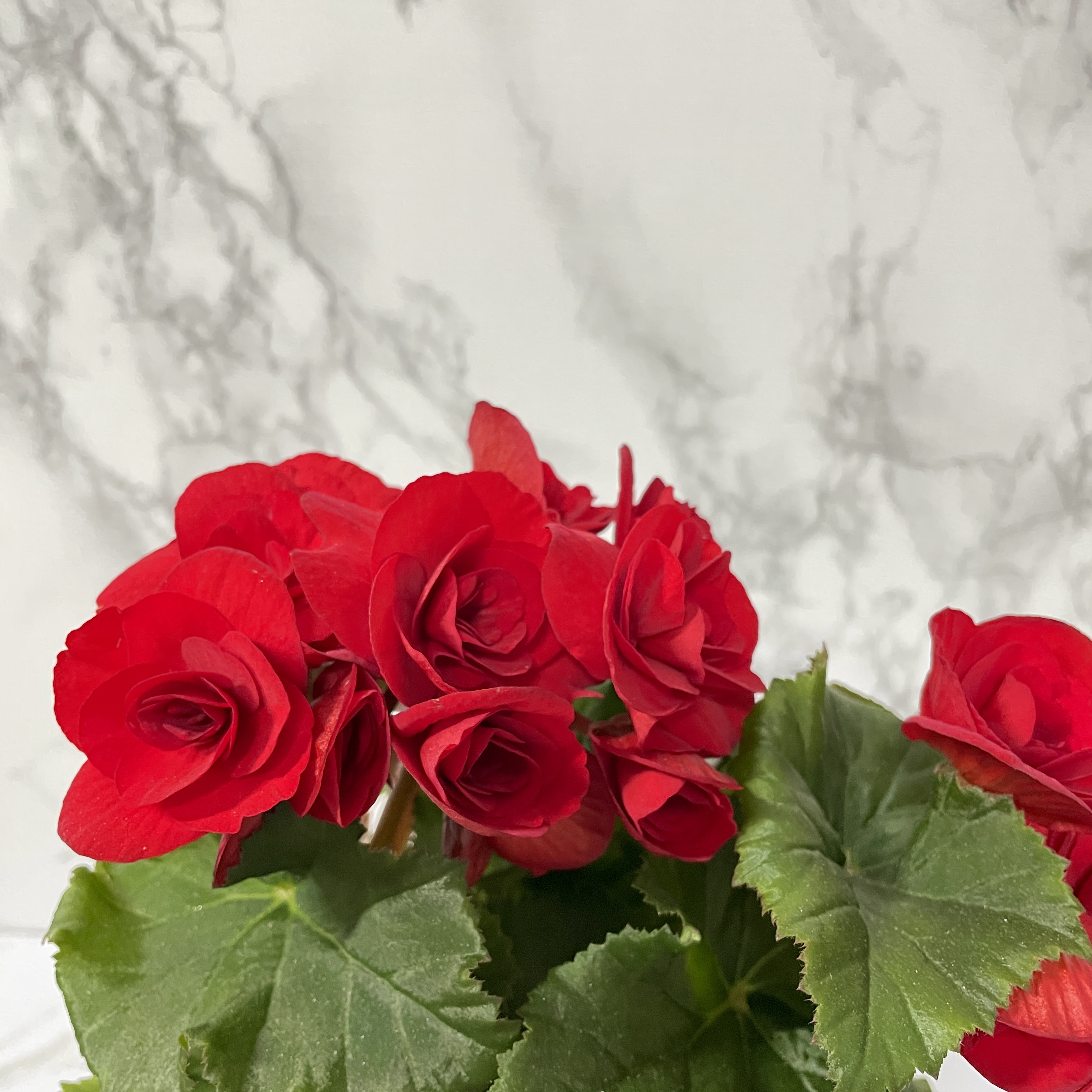 베고니아 키우는 법&amp;#44; 물주기&amp;#44; 햇빛&amp;#44; 관리방법