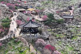 2025년 벚꽃 개화시기 명소 추천