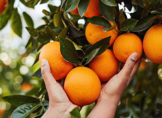 변비에 좋은 감귤