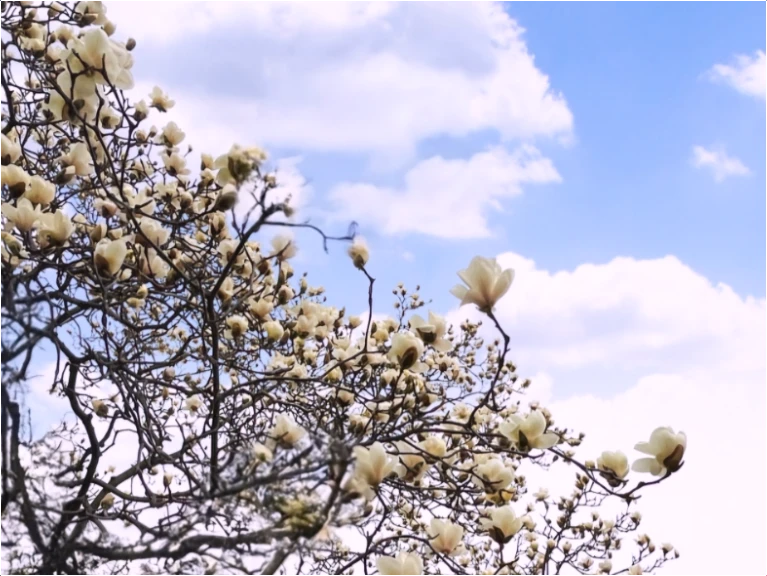 경주-벚꽃-명소