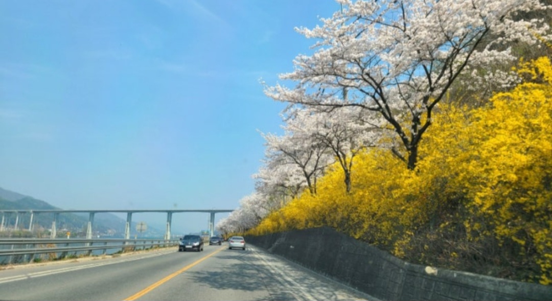 전국 벚꽃 명소 벚꽃길 핫플레이스 10곳 추천
