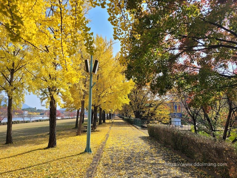 길에 은행나무 노란잎이 떨어져 있는 한적한 길
