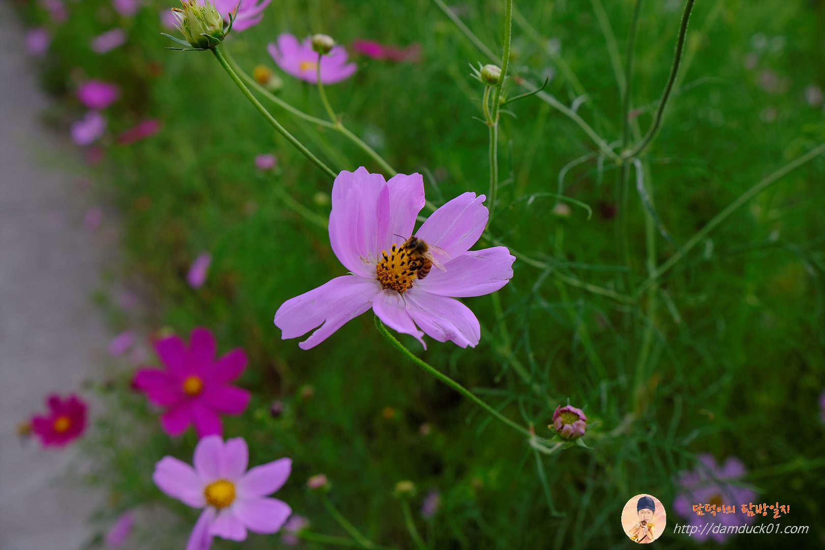 가을-코스모스-벌-담덕이의탐방일지