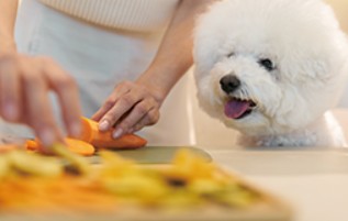 반려동물관리사 자격증