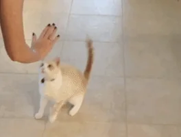 귀여운 고양이 움짤