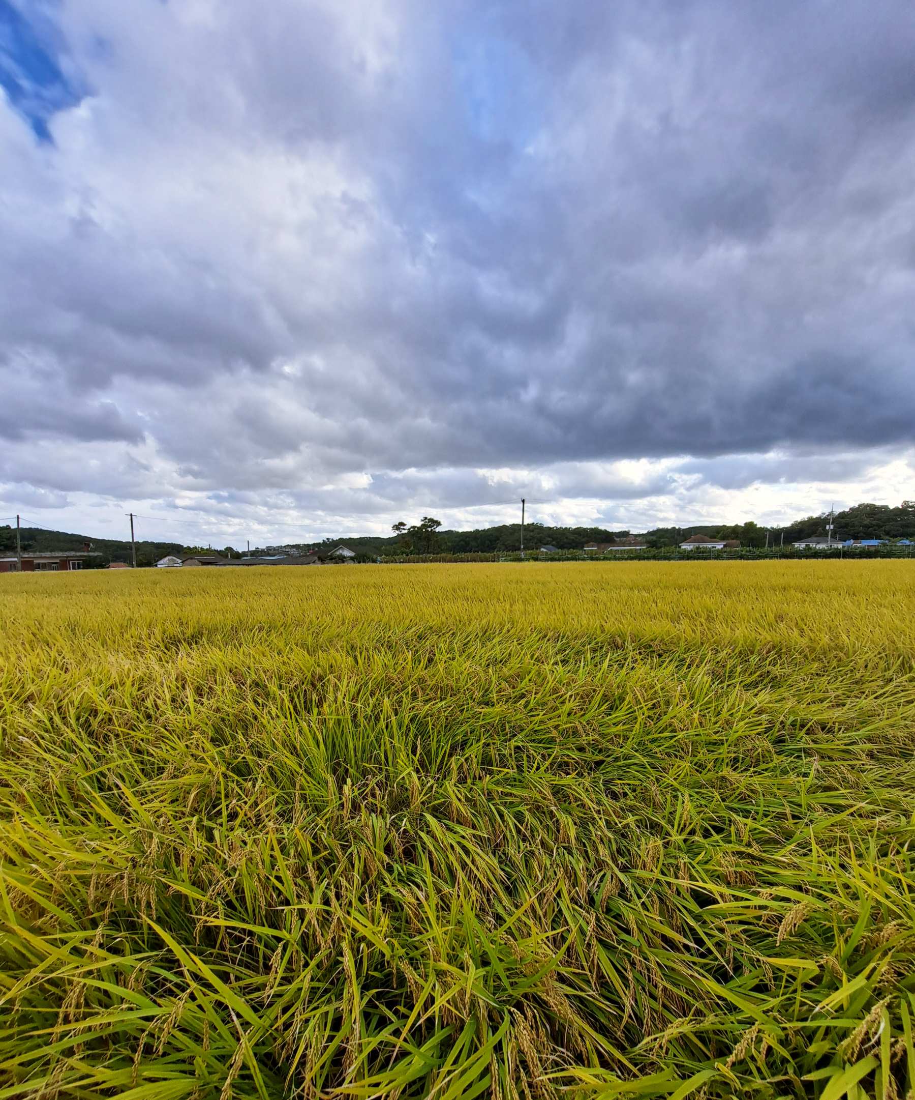 강화도 황금물결