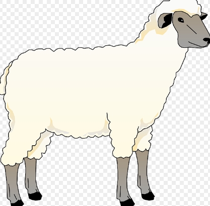 천연섬유인 양모