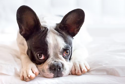 악성종양에 걸리기 쉬운 개.