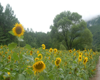 태백 해바라기 축제_18