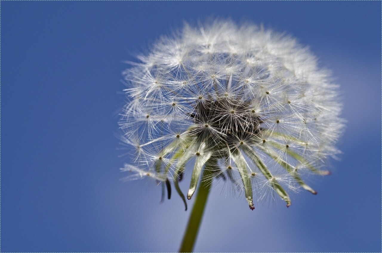 빽다방 창업비용