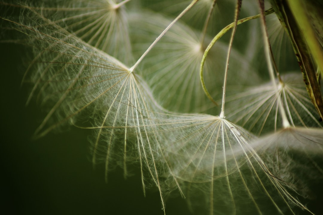 'Seed'