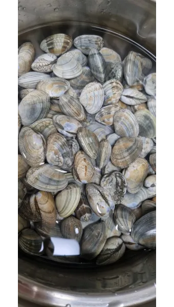바지락 해감시키는법 깨끗하게 해감하는 방법_19