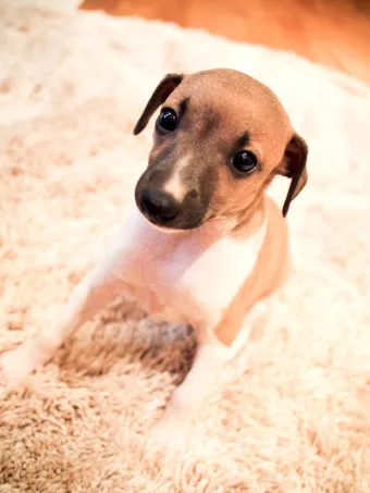 전 세계에서 가장 비싼 강아지 TOP20 몸값 높은 명품견 총정리 안내_10