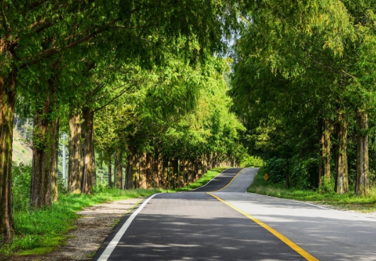 진안 부귀 메타세콰이어길 봄