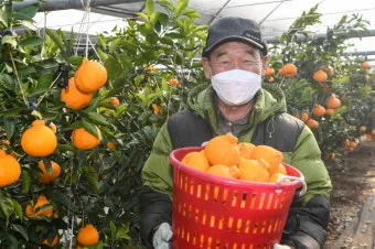 한라봉 재배 비가림 재배 가지 전정 당도 높이기_3