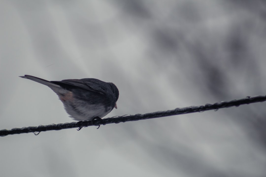'새' (bird)