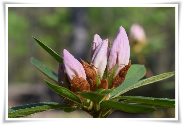 "진달래꽃" 나보기가 역겨워 가실 때에는 ... 봄을 알리는 분홍빛 향연!