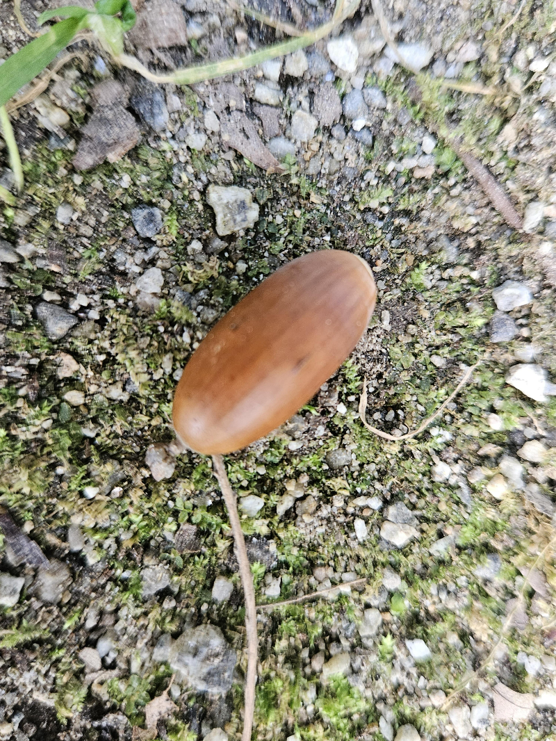 졸참나무 열매3